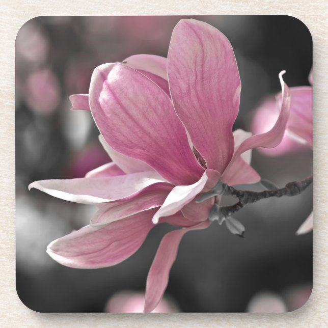 Japanisches Rosasaucer-Magnolie Untersetzer (Vorderseite)