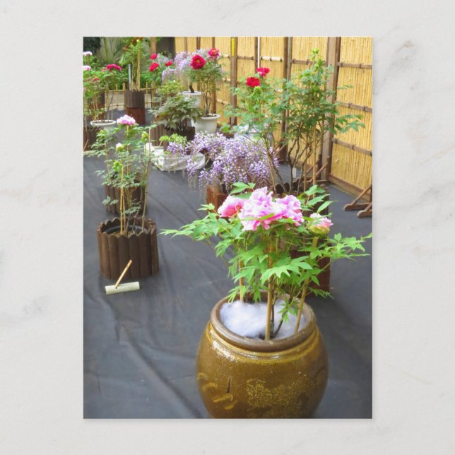 Japans Landschaft [Postkarte] Postkarte (Vorderseite)