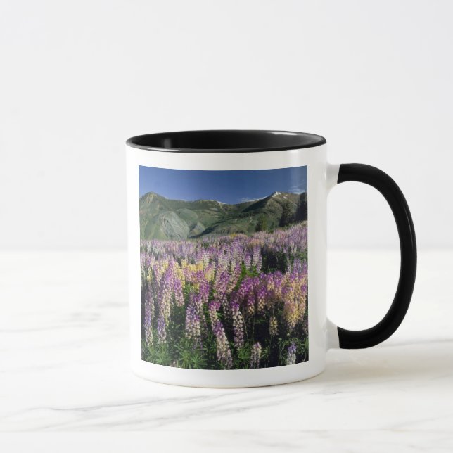 JARBIDGE WILDERNESS, NEVADA. USA. Lupine Tasse (Rechts)
