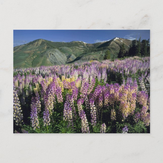 JARBIDGE WILDERNESS, NEVADA. USA. Spurlupine Postkarte (Vorderseite)