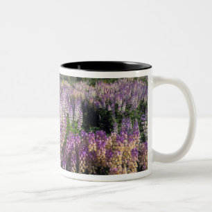 JARBIDGE WILDNIS, NEVADA. USA. Stachel-Lupine Zweifarbige Tasse