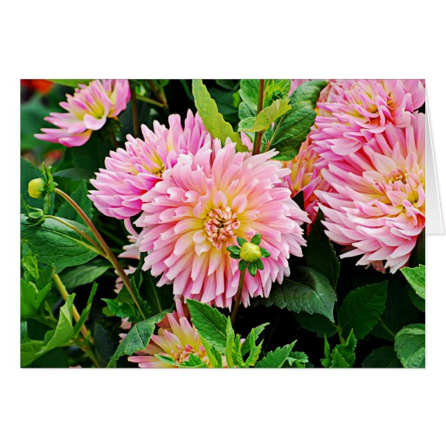 Jardin des Plantes-3 (Vorderseite (Horizontal))