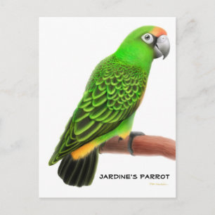 Jardines Parrot Postcard Postkarte