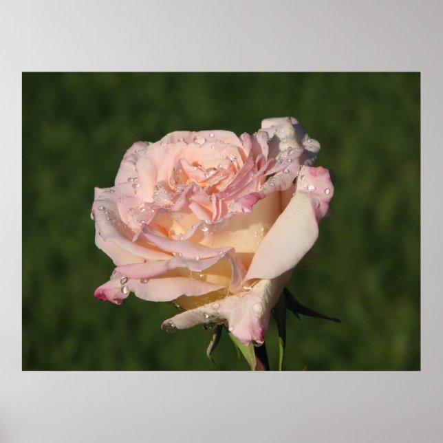 Jardins de Bagatelle Hybrid Tea Rose 054 Poster (Vorne)