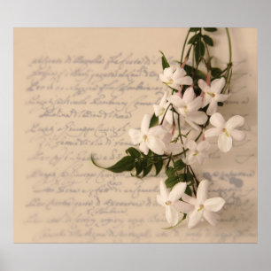 Jasmin auf alten Drehbuch-Poster kolossal Poster