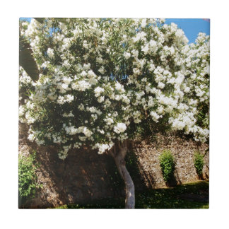 Jasmin-Baum in der Blüte Fliese