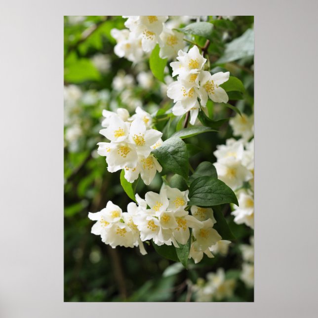 Jasmin-Blume im Garten Poster (Vorne)