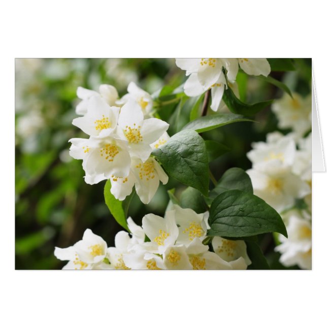 Jasmin-Blume schließen (Vorderseite (Horizontal))