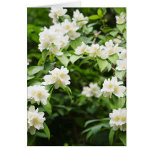 Jasmin-Blumen