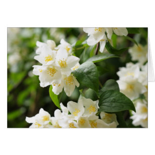 Jasmin-Blumennahaufnahme