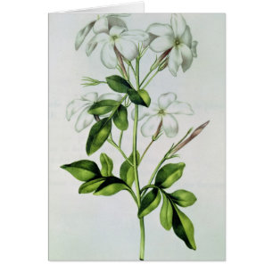 Jasmin, von 'La Guirlande de Julie'