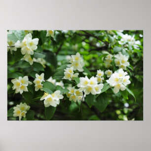 Jasminblüten im Garten Poster