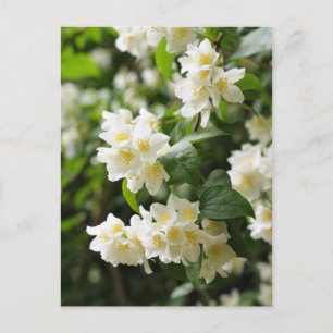 Jasminblüten Nahaufnahme Postkarte