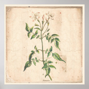 Jasmine Antique Botanic Print Poster