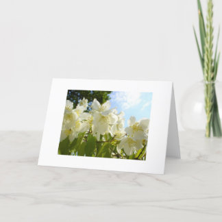 Jasmine-Blume Karte