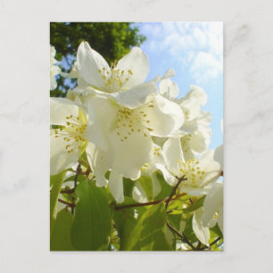 Jasmine-Blume Postkarte