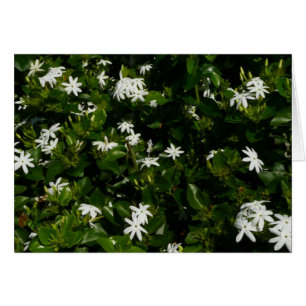 Jasmine Blume Tropical Floral Botanic