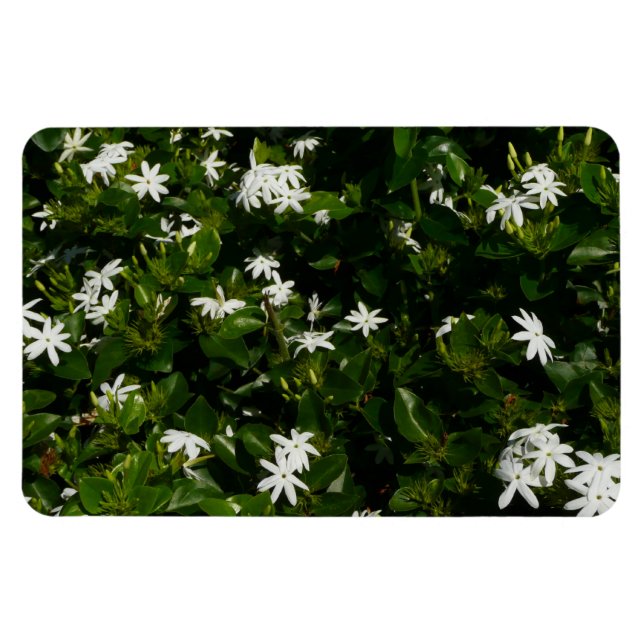 Jasmine Blume Tropical Floral Botanic Magnet (Horizontal)