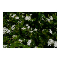 Jasmine Blume Tropical Floral Botanic