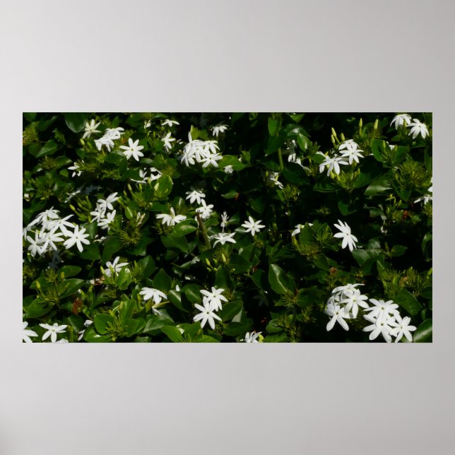 Jasmine Blume Tropical Floral Botanic Poster (Vorne)