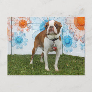 Jasmine - Boston Terrier Postkarte