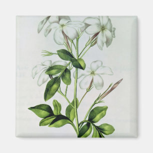 Jasmine, "La Guirlande de Julie" Magnet