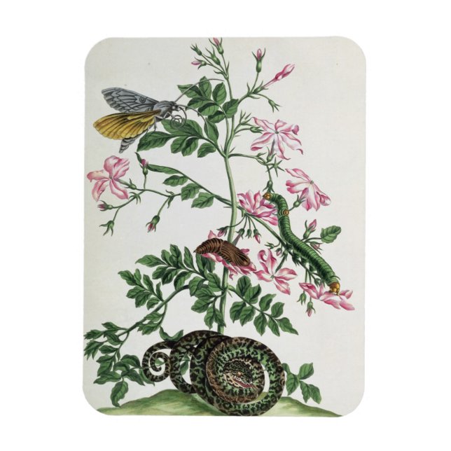 Jasmine: mit Schlange, Motte, Raupe und Chrisal Magnet (Vertikal)