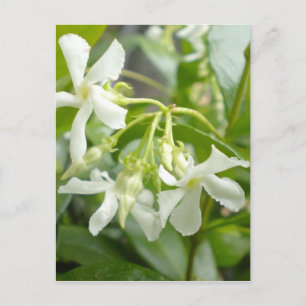 Jasmine Postkarte