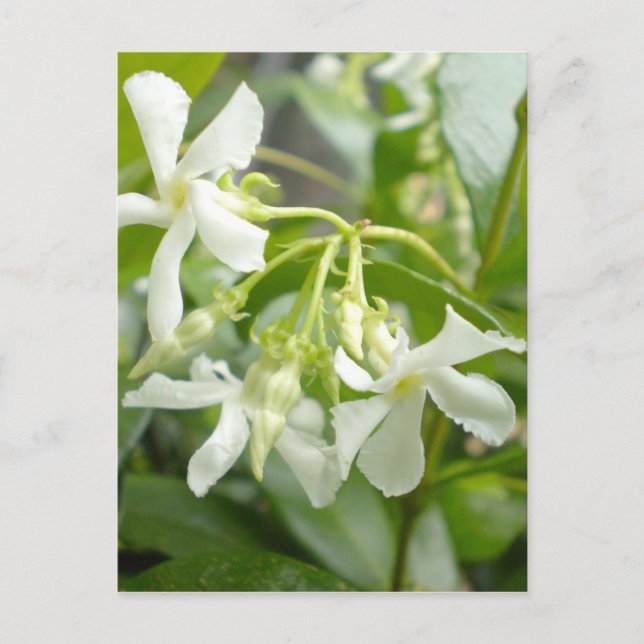 Jasmine Postkarte (Vorderseite)