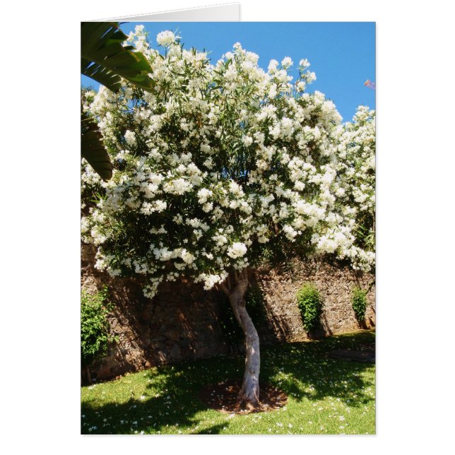Jasmine Tree (Vorne)