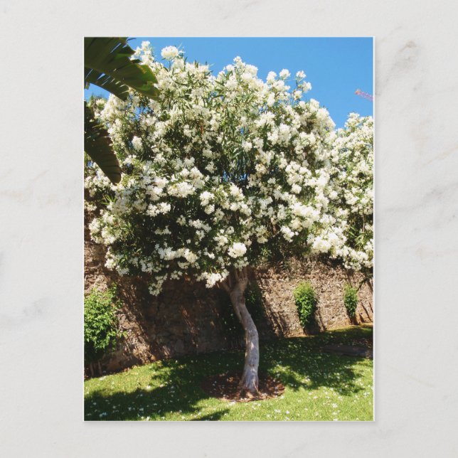 Jasmine Tree Postkarte (Vorderseite)