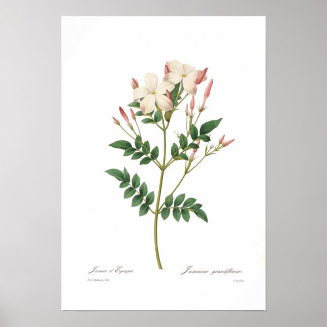 Jasminum grandiflorum poster (Vorne)