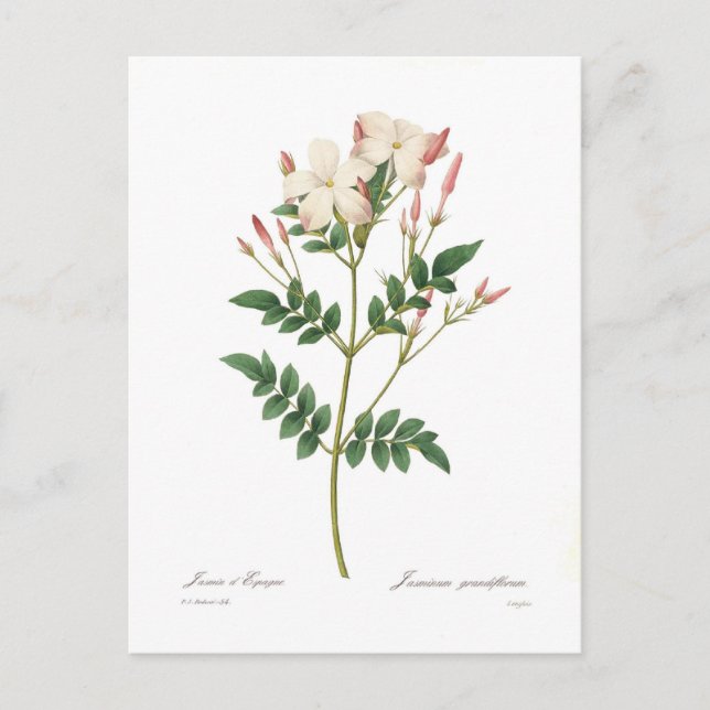 Jasminum grandiflorum postkarte (Vorderseite)