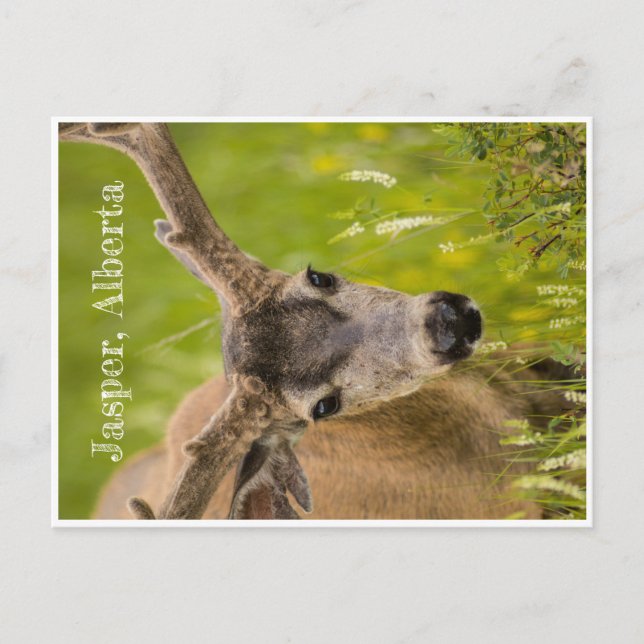 Jasper Post Card Postkarte (Vorderseite)