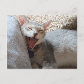 Jasper Yawning Kitten Foto Postcard Postkarte