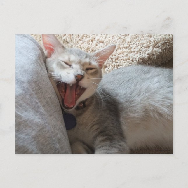 Jasper Yawning Kitten Foto Postcard Postkarte (Vorderseite)