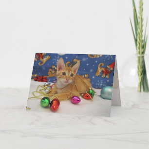 Jasper's Holiday Decorating ( Katze / Kitten) Feiertagskarte