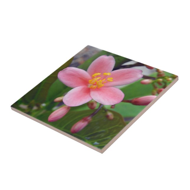 Jatropha Blume und Blume Fliese (Seite)