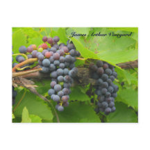 JAV St. Croix lila Trauben 2013 2n