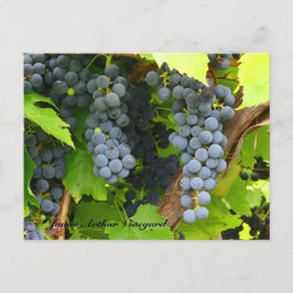 JAV St. Croix lila Trauben 2013 6 Postkarte