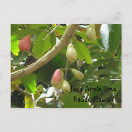Java Apple Tree Postkarte