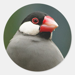 Java Finish Runder Aufkleber