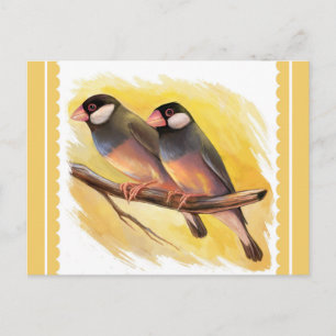 Java Sparrow fincht realistische Malerei Postkarte