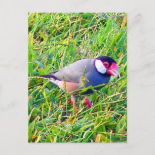 Java Sparrow im Gras in Hawaii Postkarte