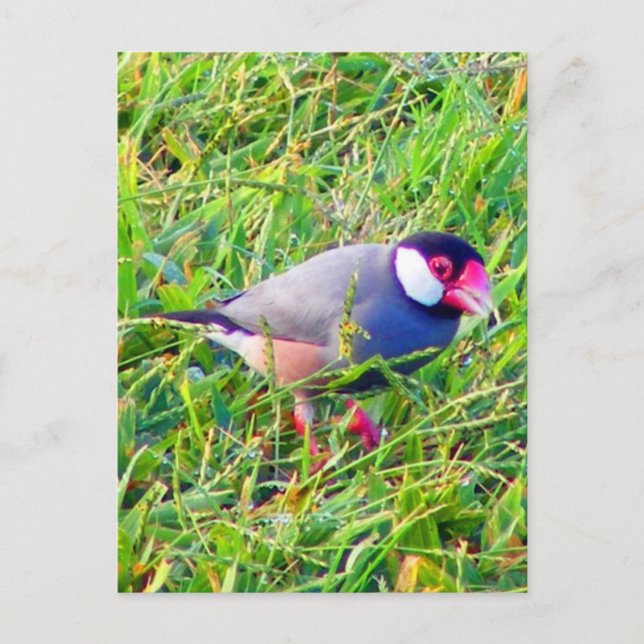 Java Sparrow im Gras in Hawaii Postkarte (Vorderseite)