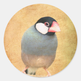 Java Sparrow Runder Aufkleber