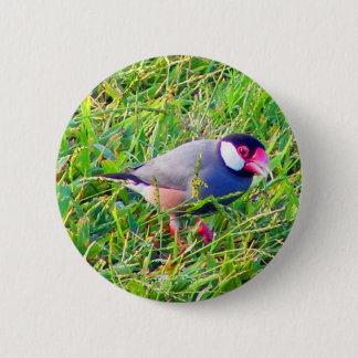 Java-Spatz im Gras in Hawaii Button