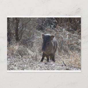 Javalina Postkarte