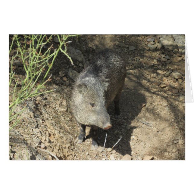 Javelina (Vorderseite (Horizontal))