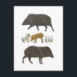 Javelina Family Portrait Wüstentiere Postkarte<br><div class="desc">Senden Sie eine Nachricht an einen Freund oder Familienmitglied mit diesen niedlichen javelinas. Sie können ihn anpassen und auch Text hinzufügen. Karo in meinem Shop für viele weitere Artikel und andere Designs!</div>